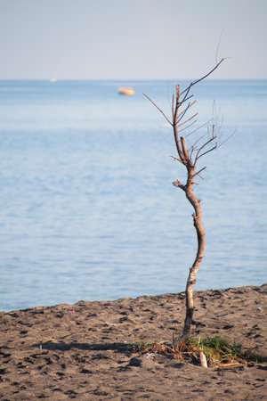 single tree on the edge of a black sand beach during the dayの写真素材