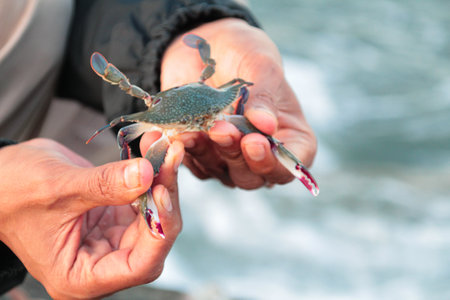 holding a small crab on a rocky beach in Lombokの写真素材