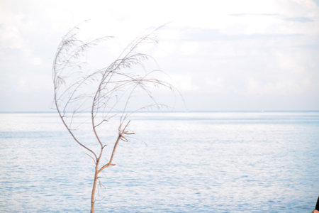 single tree on the edge of a black sand beach during the dayの写真素材