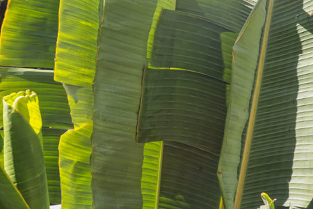 Background of green banana leaves outdoorsの写真素材