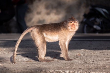 portrait of a brown monkey in the forest