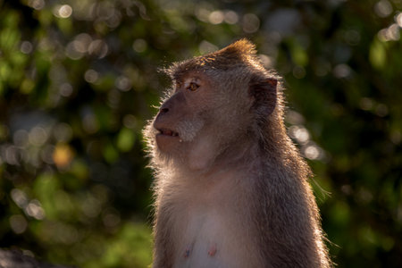 portrait of a brown monkey in the forestの写真素材