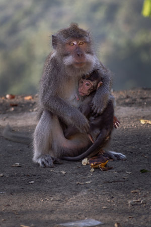 Monkey mother with her baby in Pusuk park, North Lombok, Indonesia
