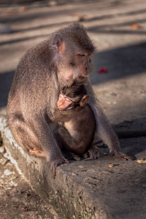 Monkey mother with her baby in Pusuk park, North Lombok, Indonesia