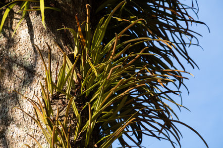 ornamental plants with red leaves grow on tree trunksの写真素材