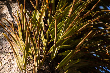 ornamental plants with red leaves grow on tree trunksの写真素材