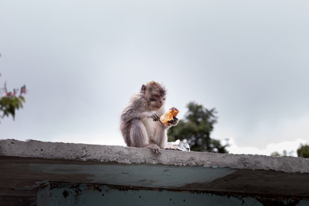 Brown monkey sitting while eating bread in Pusuk Sembalun, Lombok, Indonesia