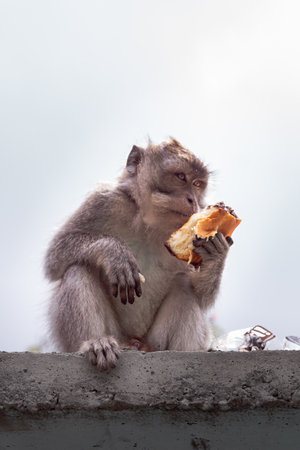 Brown monkey sitting while eating bread in Pusuk Sembalun, Lombok, Indonesia