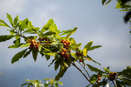 Branch of wild cherry tree or bird cherry tree or Prunus avium in the forestの写真素材
