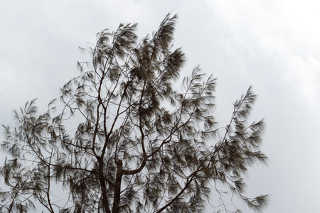 tree branches and dense leaves with a bright sky as the backgroundの写真素材
