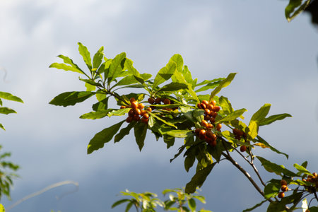 Branch of wild cherry tree or bird cherry tree or Prunus avium in the forest