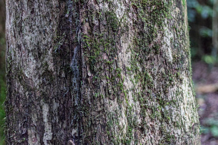 close up of mossy tree bark texture