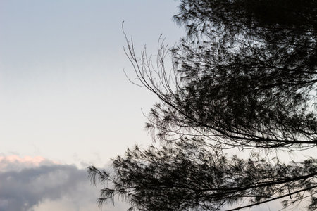 Silhouette of a tree against a bright blue sky background