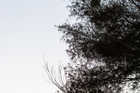 Silhouette of a tree against a bright blue sky backgroundの写真素材