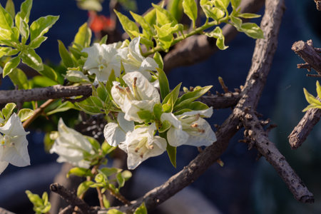 White Bougainvillea paper flower, beautiful flower with bright colorの写真素材