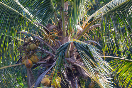 Close up Coconuts on coconut palm tree in nature