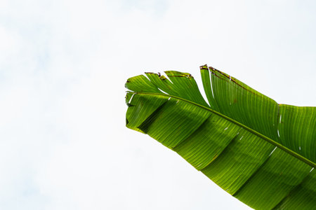 Fresh green banana leaves, taken from a close-up perspective