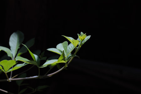 Young green guava leaves on a blurred background