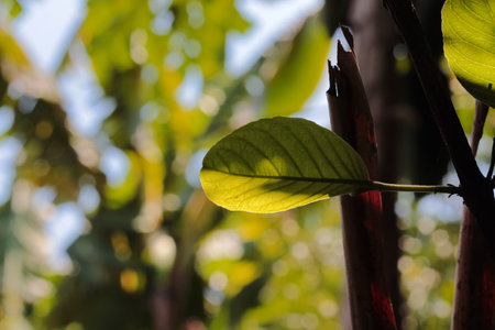 Green guava leaf with blur background and light behind it