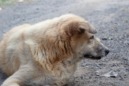 Stray Dog Portrait- Side View of a Relaxed Golden Dogの写真素材