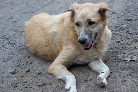 Close Up Portrait of a Mixed Breed Dog- Outdoor Rest