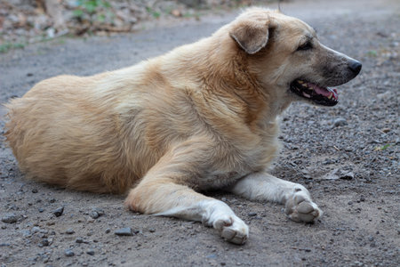 Stray Dog Portrait- Side View of a Relaxed Golden Dog