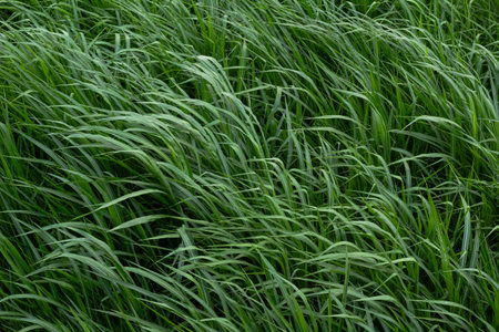 Lush Green Grass Texture Background