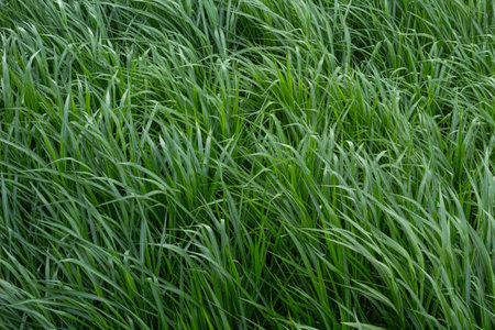 Lush Green Grass Texture Background