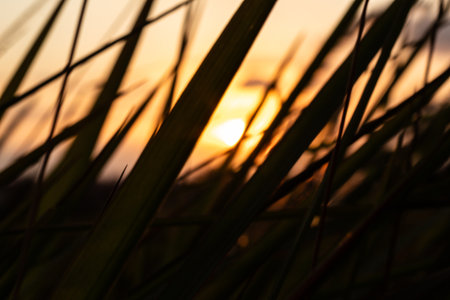 Golden Sunset Peeking Through Dark Foliageの写真素材