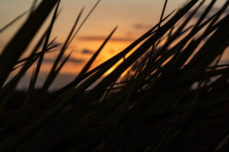 Golden Sunset Peeking Through Dark Foliageの写真素材