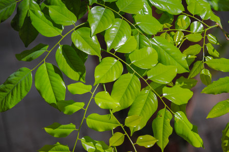 Vibrant green leaves illuminated by sunlight on a tree branch detailの写真素材