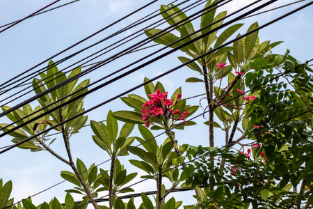 Overhead Power Lines Cross Through Lush Tropical Trees Against Blue Sky