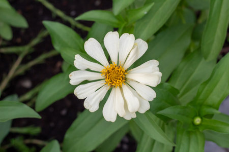 Close-up view of a single white Zinnia flower blooming in natural sunlightの写真素材