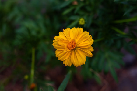 Vibrant Yellow Flower Blossom Detail with Green Leaves in Nature