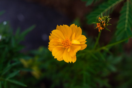 Vibrant Yellow Flower Blossom Detail with Green Leaves in Natureの写真素材