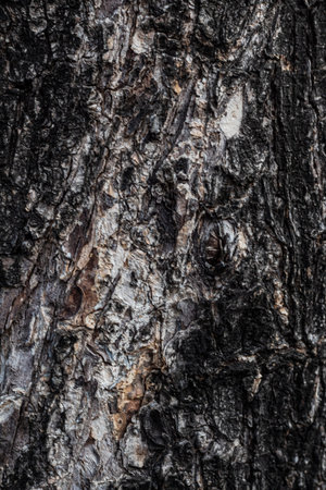Close-up view of rough and detailed natural tree bark texture