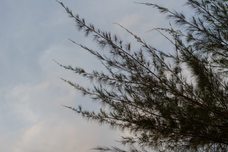 Detailed evergreen tree branches reaching up towards soft cloudy skyの写真素材