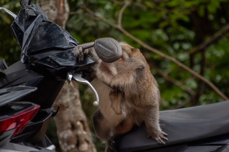 Monkey Sitting on Motorcycle Examining Reflection in Side Mirrorの写真素材