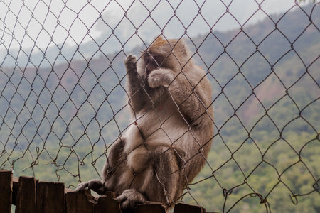 Monkey sitting on wooden plank behind metal barrier with natural landscape background.