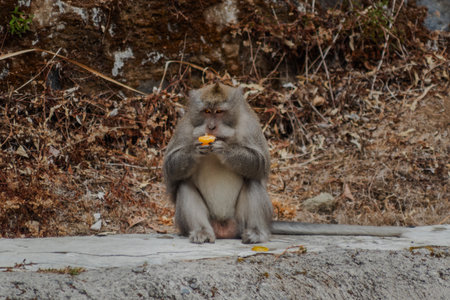 Cute macaque monkey sitting and eating a small piece of orange fruitの写真素材