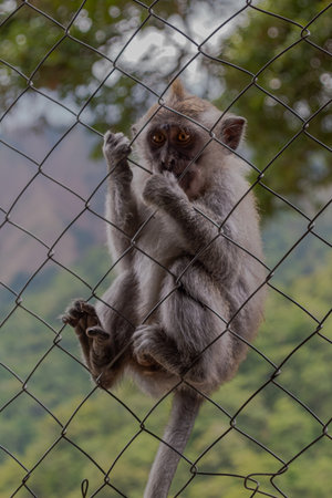 Close-up portrait of a monkey with expressive eyes looking through a chain link fence.の写真素材