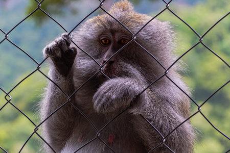 Close-up portrait of a monkey looking through wire fence with blurred background.の写真素材