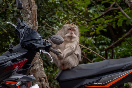 Cute wild macaque monkey sits on black motorcycle seat outdoorsの写真素材