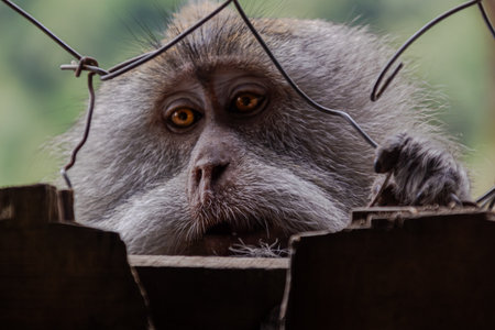 Curious wild monkey peering intensely through wire fence with captivating orange eyesの写真素材