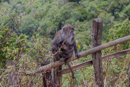 Mother long-tailed macaque tenderly holds her baby while sitting on a wooden fence.