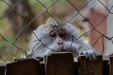 Curious wild monkey peering intensely through wire fence with captivating orange eyesの写真素材