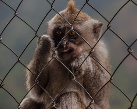 Close-up portrait of a monkey looking through wire fence with blurred background.の写真素材