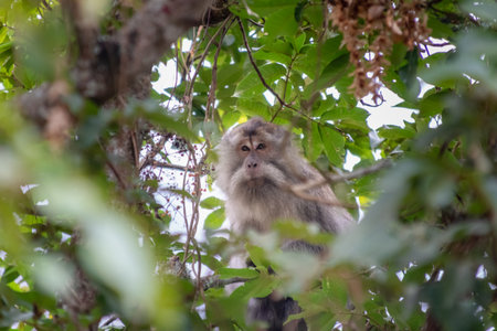 Curious Monkey Portrait Sitting in Tree with Green Leaves