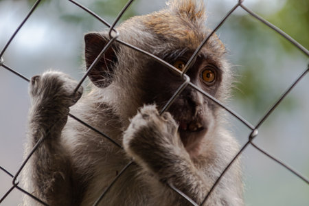 Close-up portrait of a monkey looking through wire fence with blurred background.