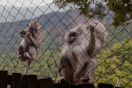 Monkey sitting on wooden plank behind metal barrier with natural landscape background.の写真素材